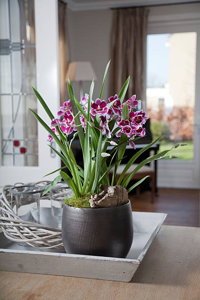 Pansy orchid houseplants in interior space