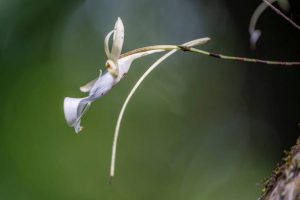 A close-up shot of a rare and delicate Ghost Orchid flower in bloom