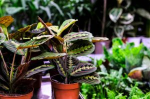 Maranta leuconeura Fascinator plant in ceramic planter. Sale in the store. Selective focus