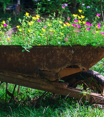 Old wheeel barrow with flowers