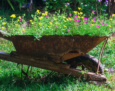 Old wheeel barrow with flowers