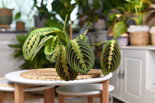 Tropical 'Maranta Leuconeura Fascinator' houseplant, also called Prayer Plant, with leaves with exotic red stripe pattern on small coffee table in living room