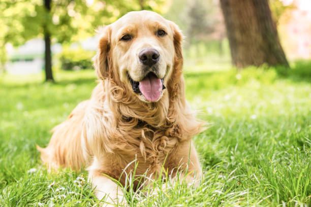 Portrait of beautiful Golden Retriever in the garden