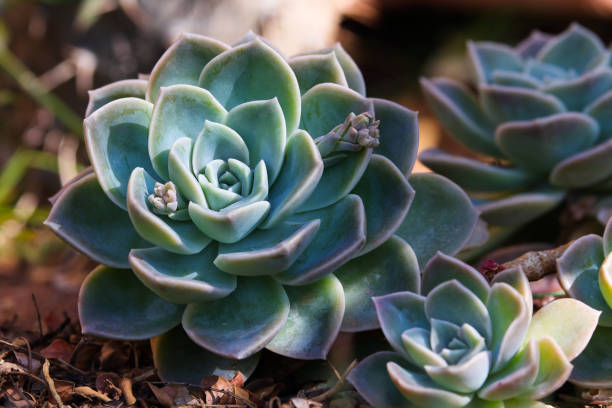 Succulent blue rock rose (Echeveria imbricata) plant growing in garden close-up, South Africa