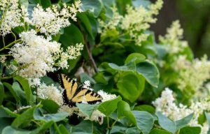 Swallowtail butterfly on a Japanese Lilac tree