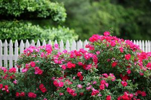 The beauty of a outdoor garden with white picket fence includeing knock out roses and lush foliage in the background.