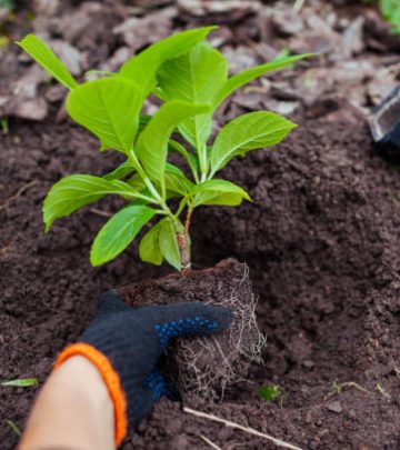 Gardener transplanting bigleaf hydrangeas from containers into soil. Autumn seasonal work. Outdoor fall hobby. Putting healthy plant in hole