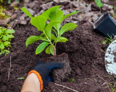 Gardener transplanting bigleaf hydrangeas from containers into soil. Autumn seasonal work. Outdoor fall hobby. Putting healthy plant in hole