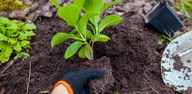 Gardener transplanting bigleaf hydrangeas from containers into soil. Autumn seasonal work. Outdoor fall hobby. Putting healthy plant in hole