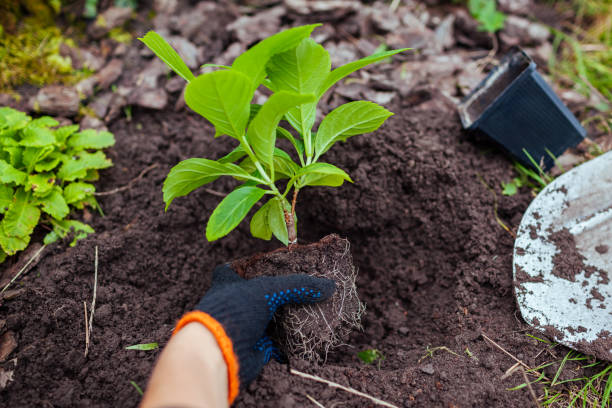 Gardener transplanting bigleaf hydrangeas from containers into soil. Autumn seasonal work. Outdoor fall hobby. Putting healthy plant in hole