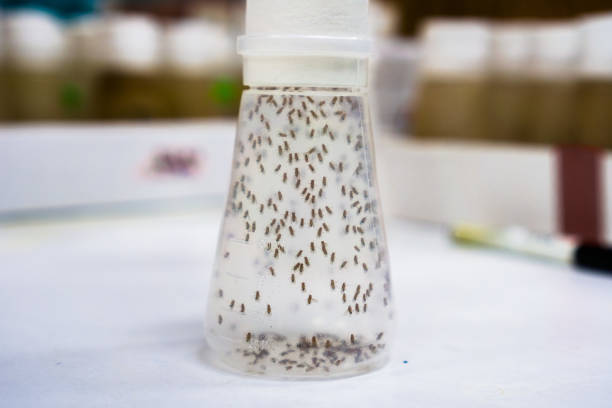 Vial containing Fruit Flies; the Fruit Fly (Drosophila melanogaster) continues to be widely used for biological research in genetics, physiology, microbial pathogenesis, and life history evolution