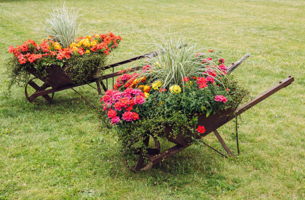 Various flowers growing inside old retro rusty wheelbarrow on green lawn. Reusing old gardening tool as flowerbed in summer.