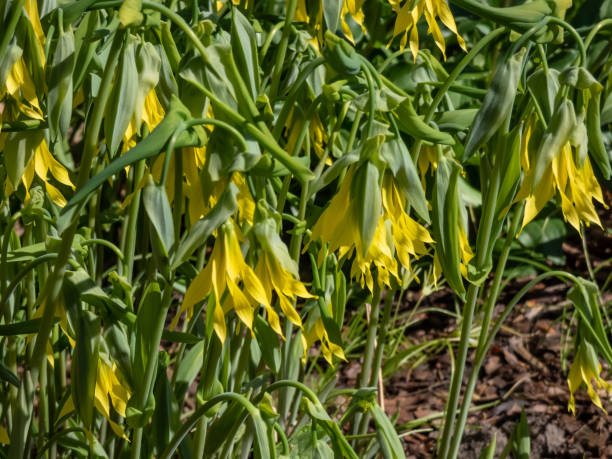 Close-up of the perfoliate bellwort (Uvularia perfoliata) growing in the garden and producing pale yellow flowers with long tepals