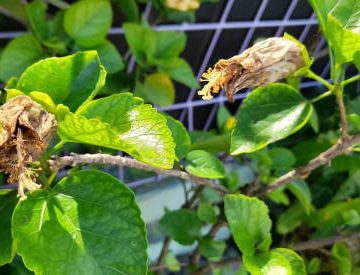 Close up hibiscus flowers are withering or dead on tree.