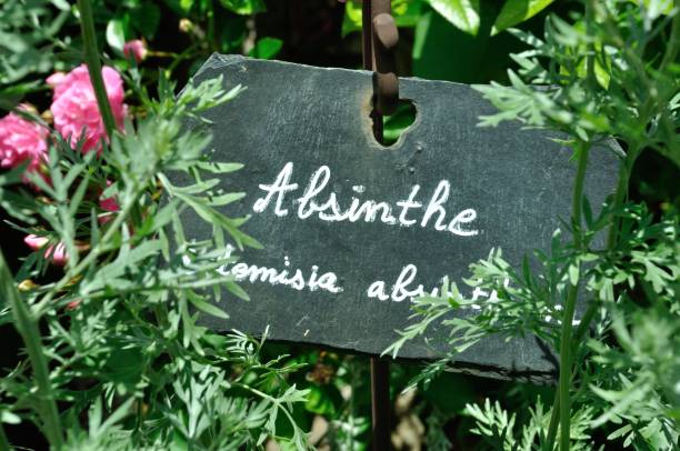 Wormwood absinthe in a garden