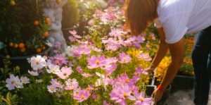 gardening pink cosmos flowers in the morning.