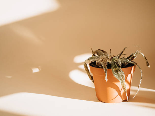 Indoor plant poor care concept. Copy space. Dry plant in brown ceramic pot on beige background.