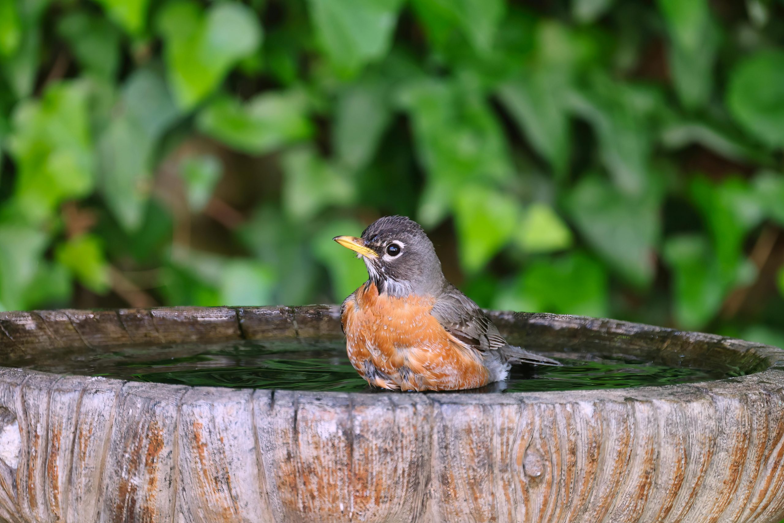 bird bath