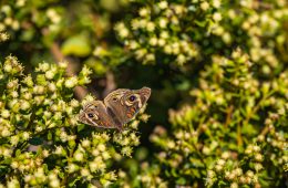 Best flowering shrubs to attract butterflies to your garden