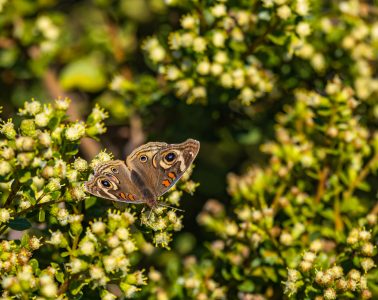 Best flowering shrubs to attract butterflies to your garden