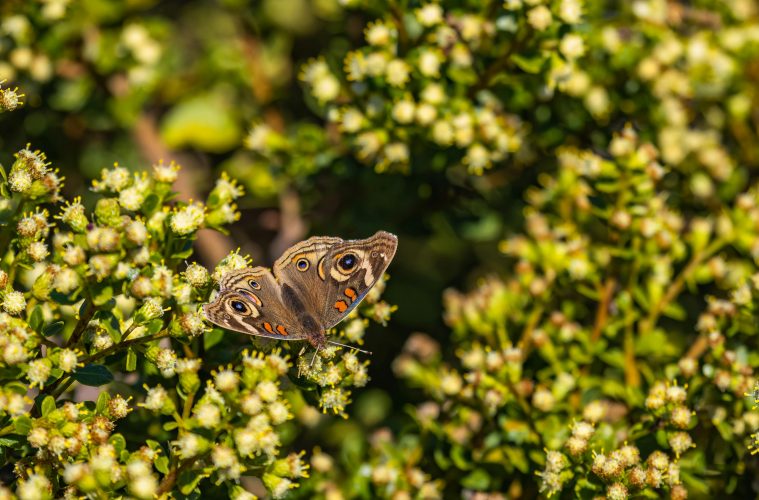 Best flowering shrubs to attract butterflies to your garden