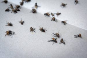 Collection of Dead Flies Insects