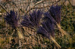 dry lavender