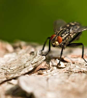 Keep your home fly-free this Summer with these natural repellents