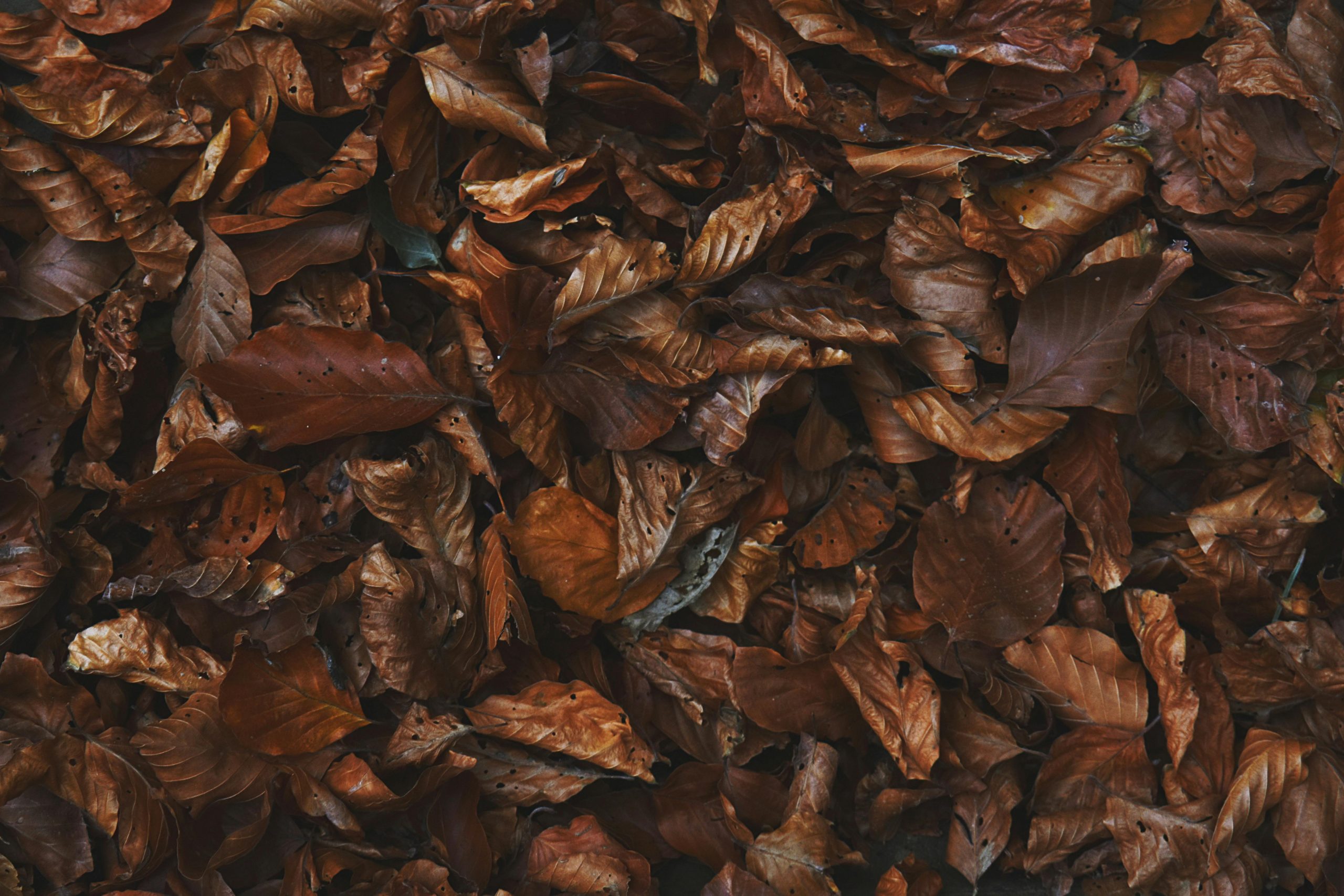 Leaf Mulch