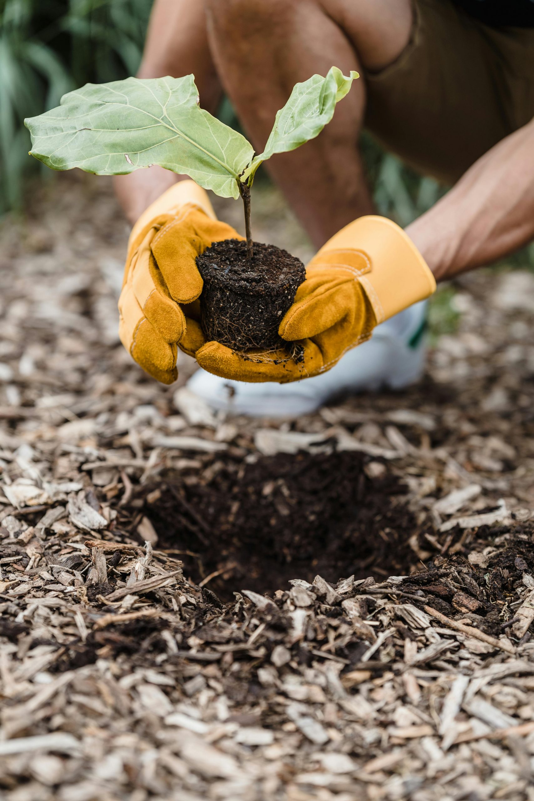 Wood Chip Mulch