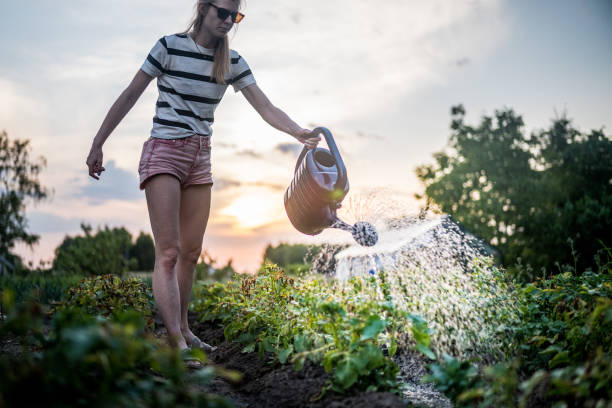 Watering deeply to avoid heat stress on plants