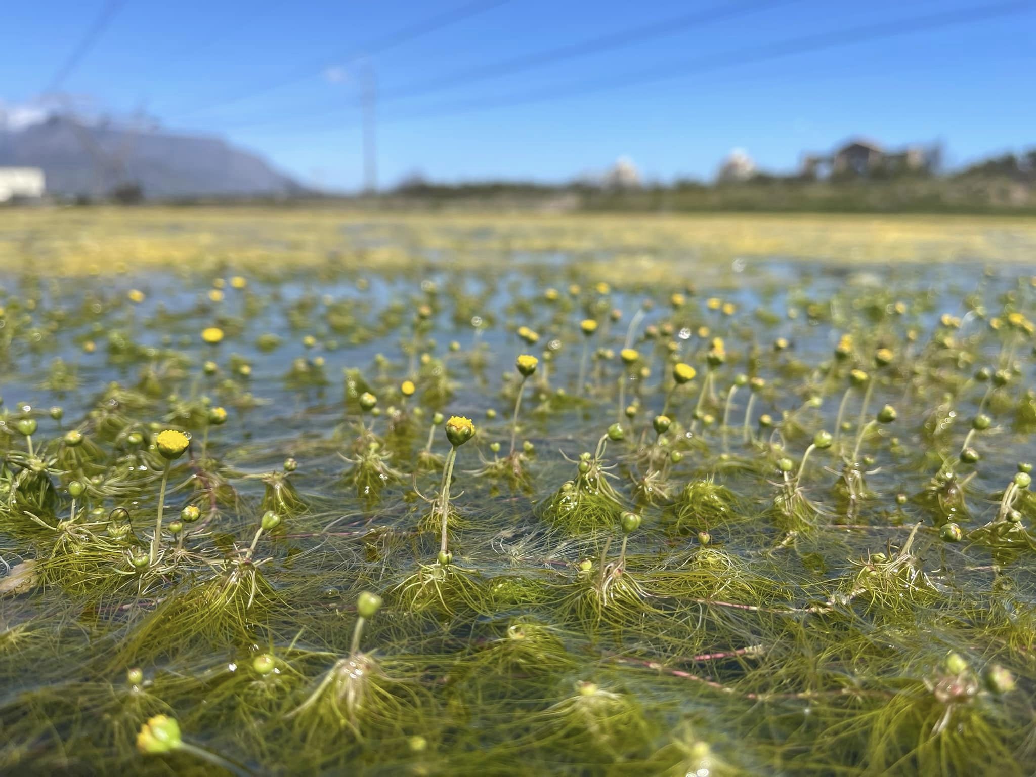 salt pan daisy