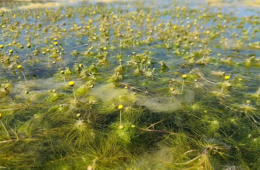 The Salt Pan Daisy has been rediscovered after nearly 100 years