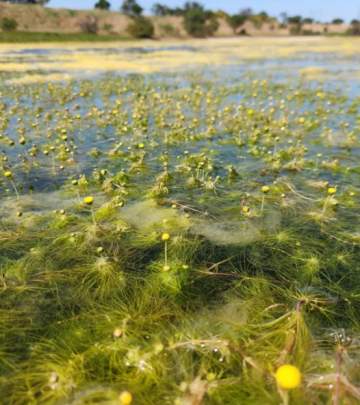 The Salt Pan Daisy has been rediscovered after nearly 100 years