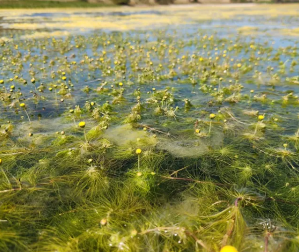 The Salt Pan Daisy has been rediscovered after nearly 100 years