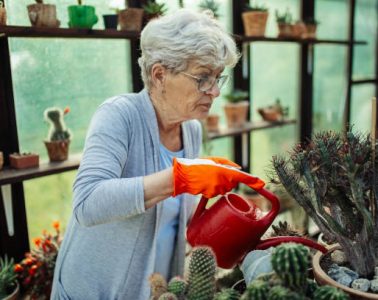 Beautiful senior woman taking care of her potted cactuses in greenhouse in backyard with love and watering plants. Sunlight comes through the window. She wears casual clothes and she looks happy with her hobby