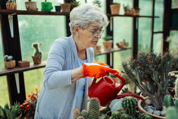 Beautiful senior woman taking care of her potted cactuses in greenhouse in backyard with love and watering plants. Sunlight comes through the window. She wears casual clothes and she looks happy with her hobby