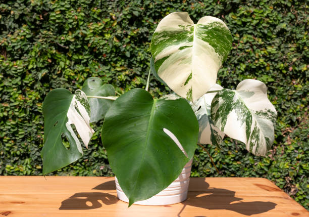 Monstera variegated full plant in white ceramic pot