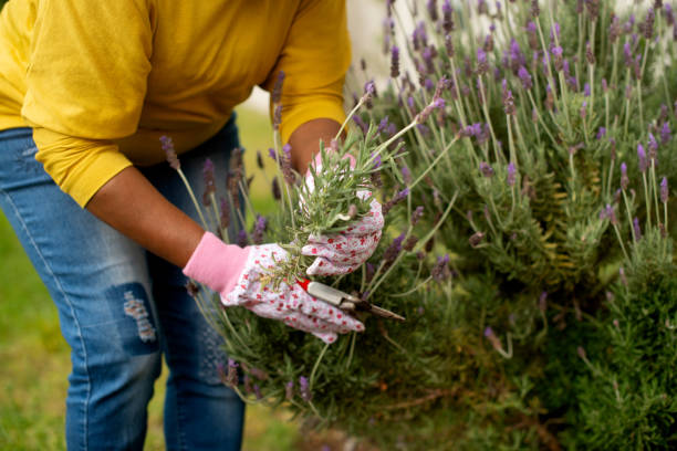 Person, hand and lavender plant for gardening with gloves, prune or sustainability for growth and blossom. Horticulture, gardener and spring with garden scissor in backyard of home for retirement