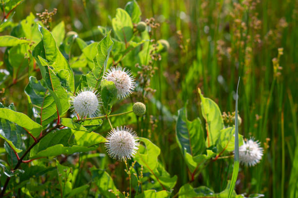 Detail of Buttonbush in full sun with meadow grass in background at Artist Lake in Middle Island, Suffolk County, Long Island NY.