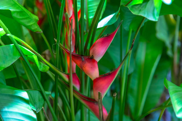 Heliconia stricta natural Dwarf Jamaican. High quality photo