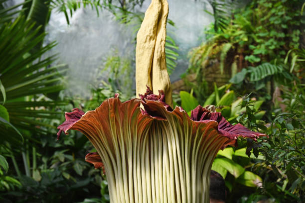 Titan Arum in flower, one of the worlds larges flowers. an incredibly foul smell of rotten flesh when in bloom.