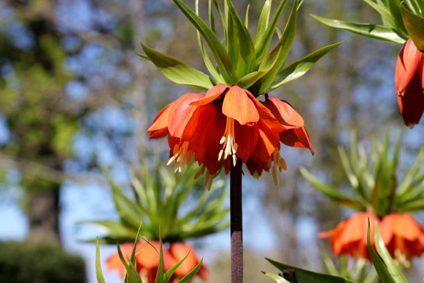 Crown imperial plants