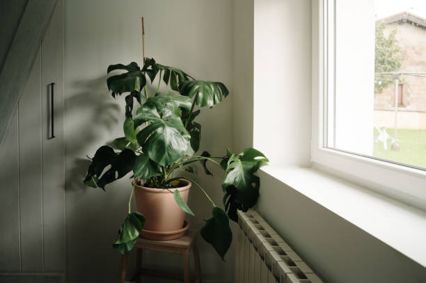 Monstera deliciosa plant inside a house