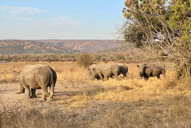 Kruger nationaal park