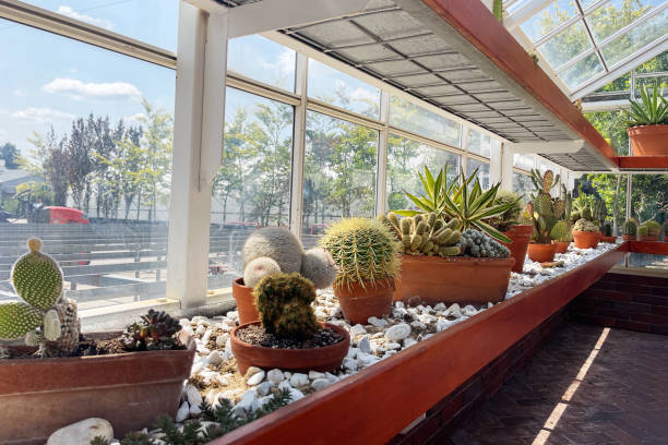 Glass greenhouse with cactus plants. Many variety of cactus flowers growing in sunny greenhouse.