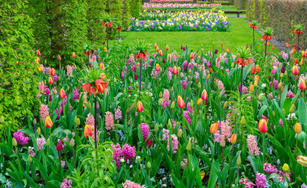 Colorful growing tulips and hyacinth flowerbed at spring day in formal garden