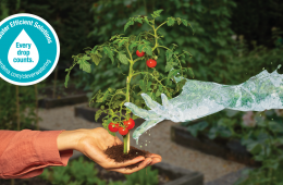 Water-saving tips for a sustainable garden