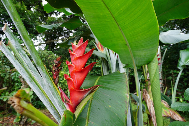 A red Heliconia (Heliconia bihai), also known as The Red Palulu 