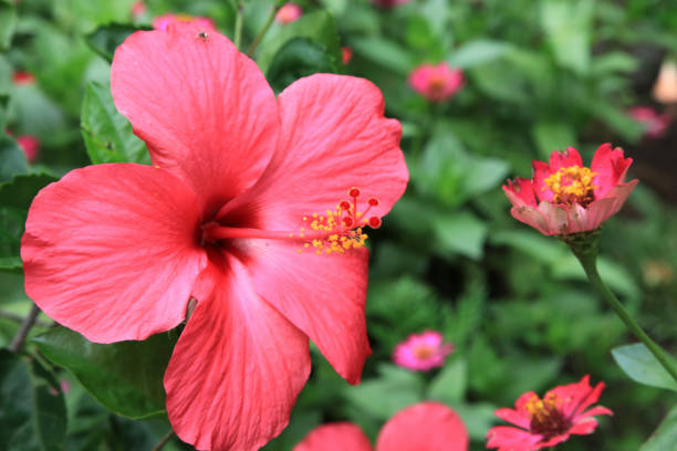 Close-up of Hibiscus flower, Central Java, Java, Indonesia.